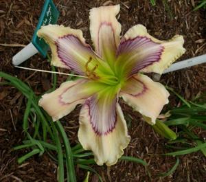 Solar Blue Angel (Trimmer, 2010)